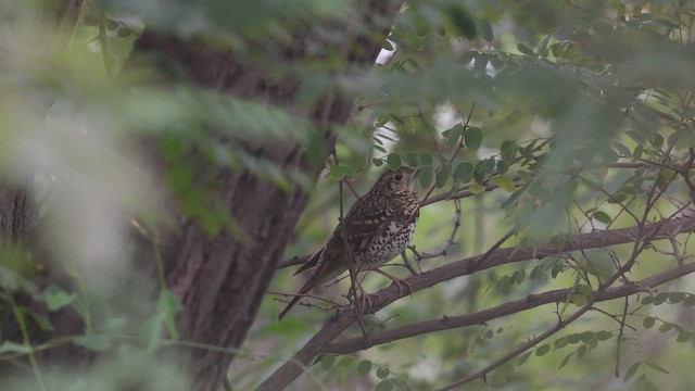 Квічаль тайговий - ML646744120