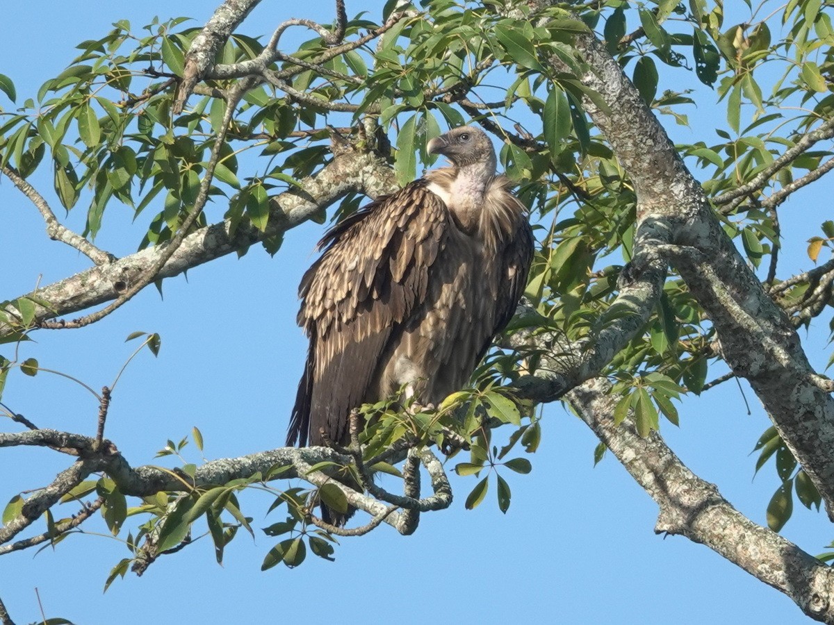Himalayan Griffon - ML646744121