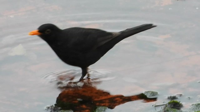 kos černý - ML646744122