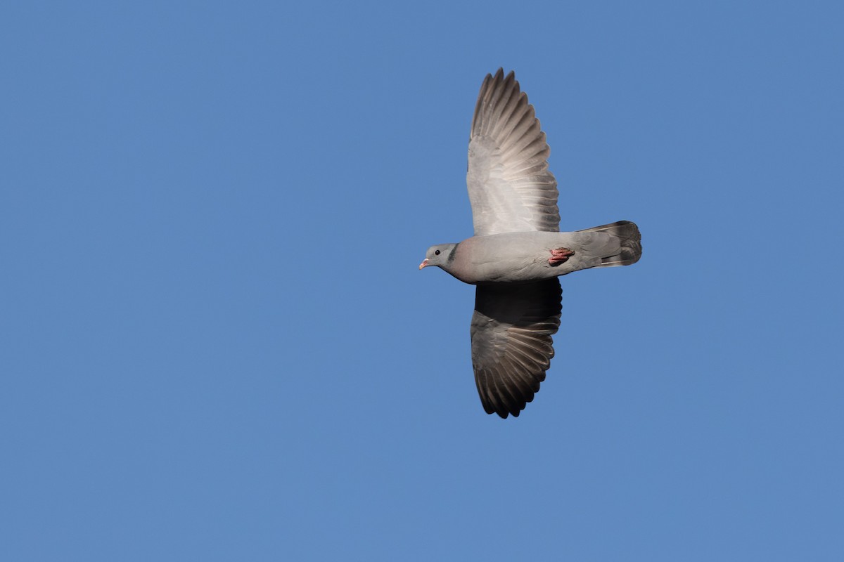 יונת עצים - ML646744124
