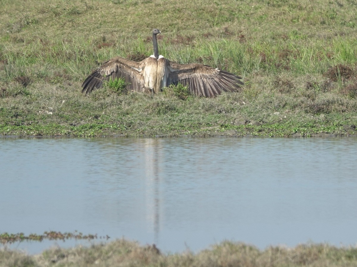 Slender-billed Vulture - ML646744125