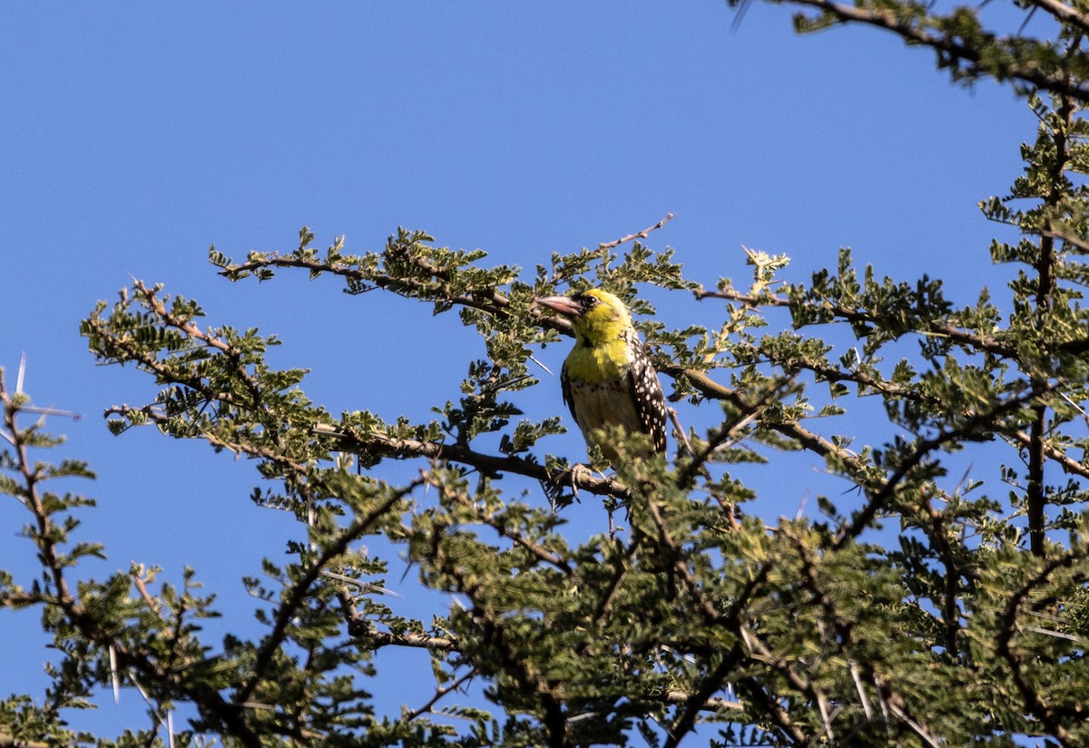 Yellow-breasted Barbet - ML646744126