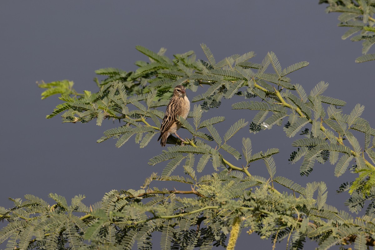 Straw-tailed Whydah - ML646744130