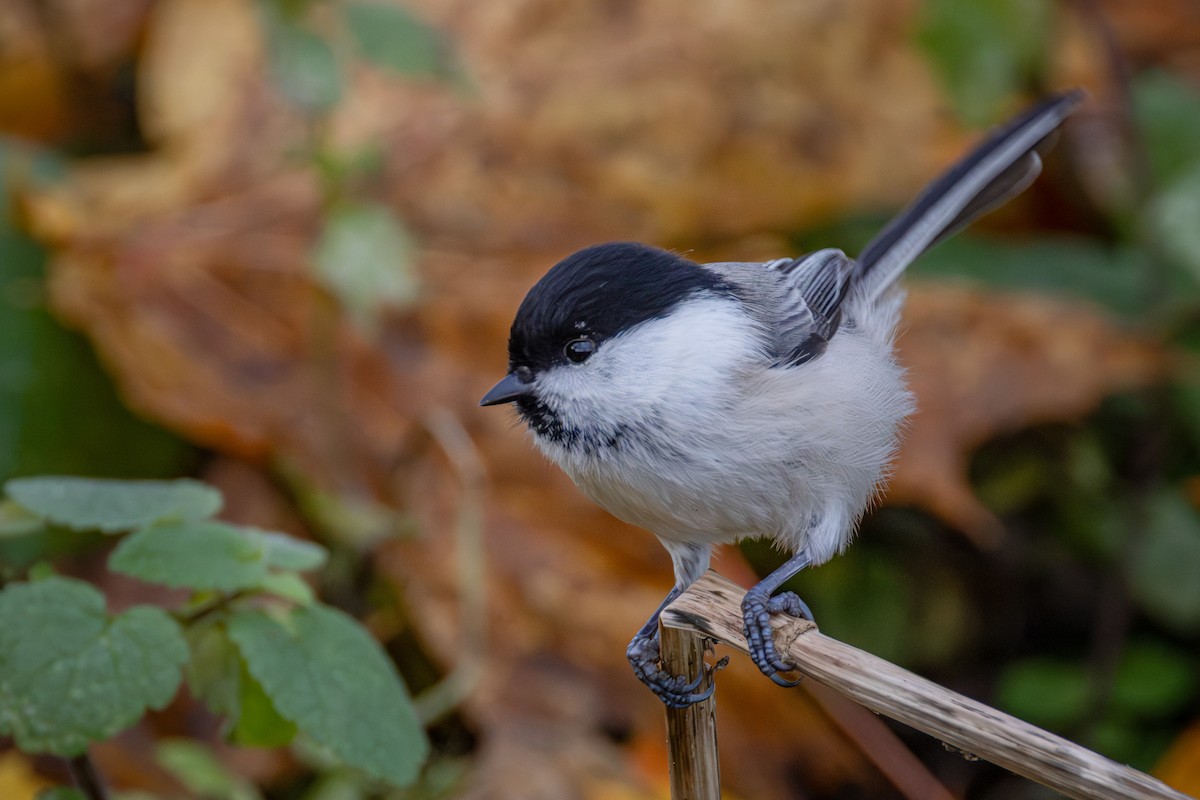 Willow Tit - ML646744131