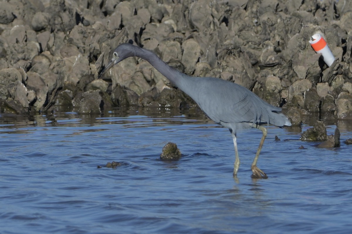 volavka modrošedá - ML646744134