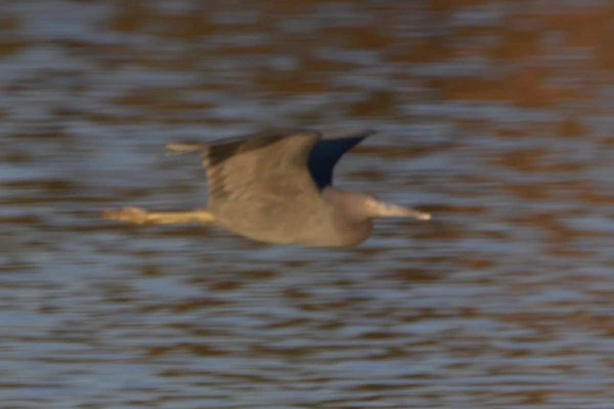 volavka modrošedá - ML646744135