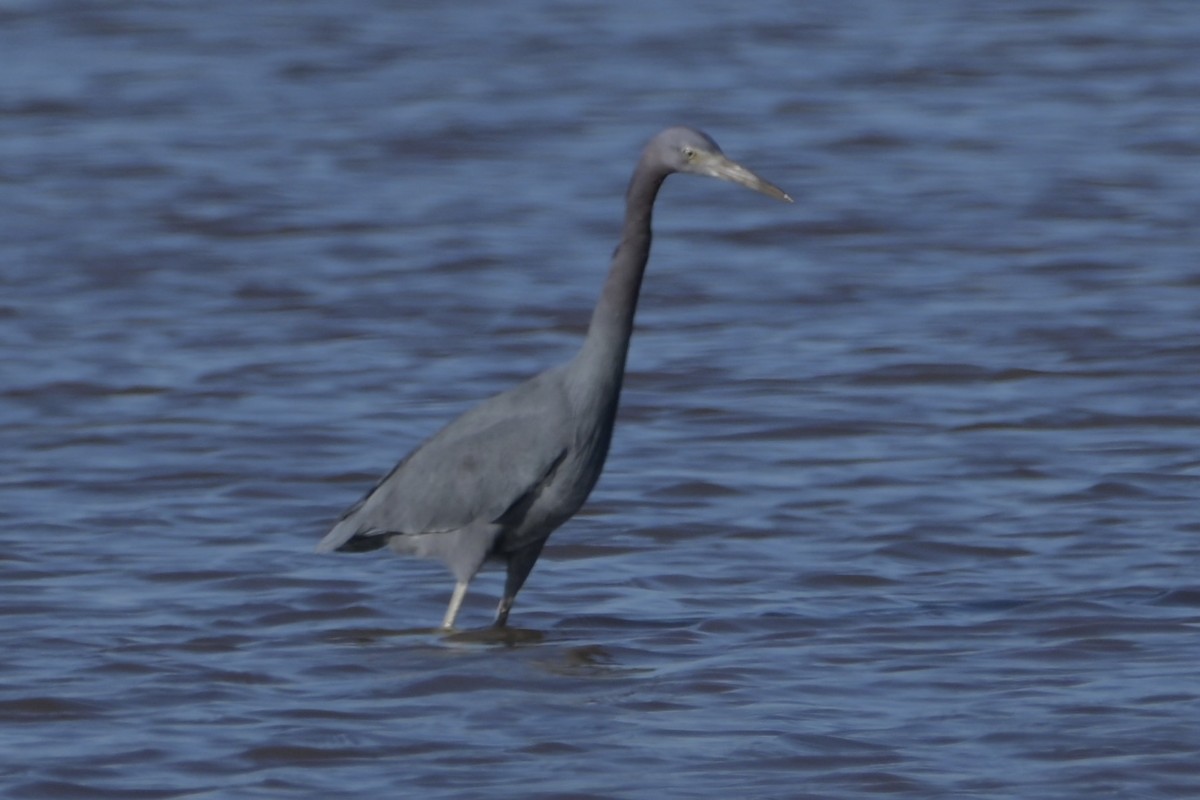 volavka modrošedá - ML646744136