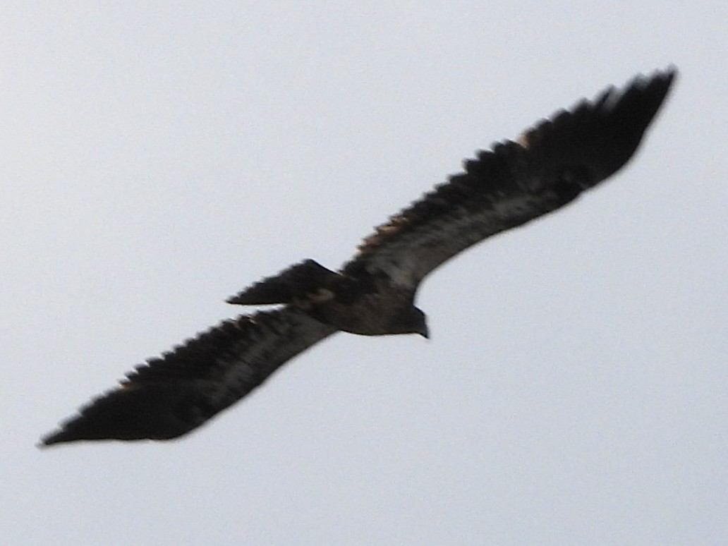 Bald Eagle - ML646744139