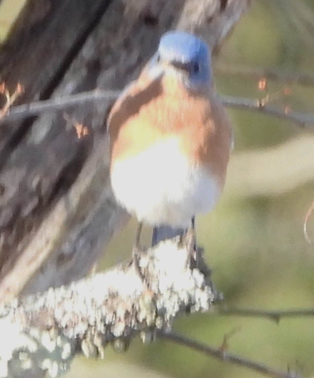 Eastern Bluebird - ML646744141