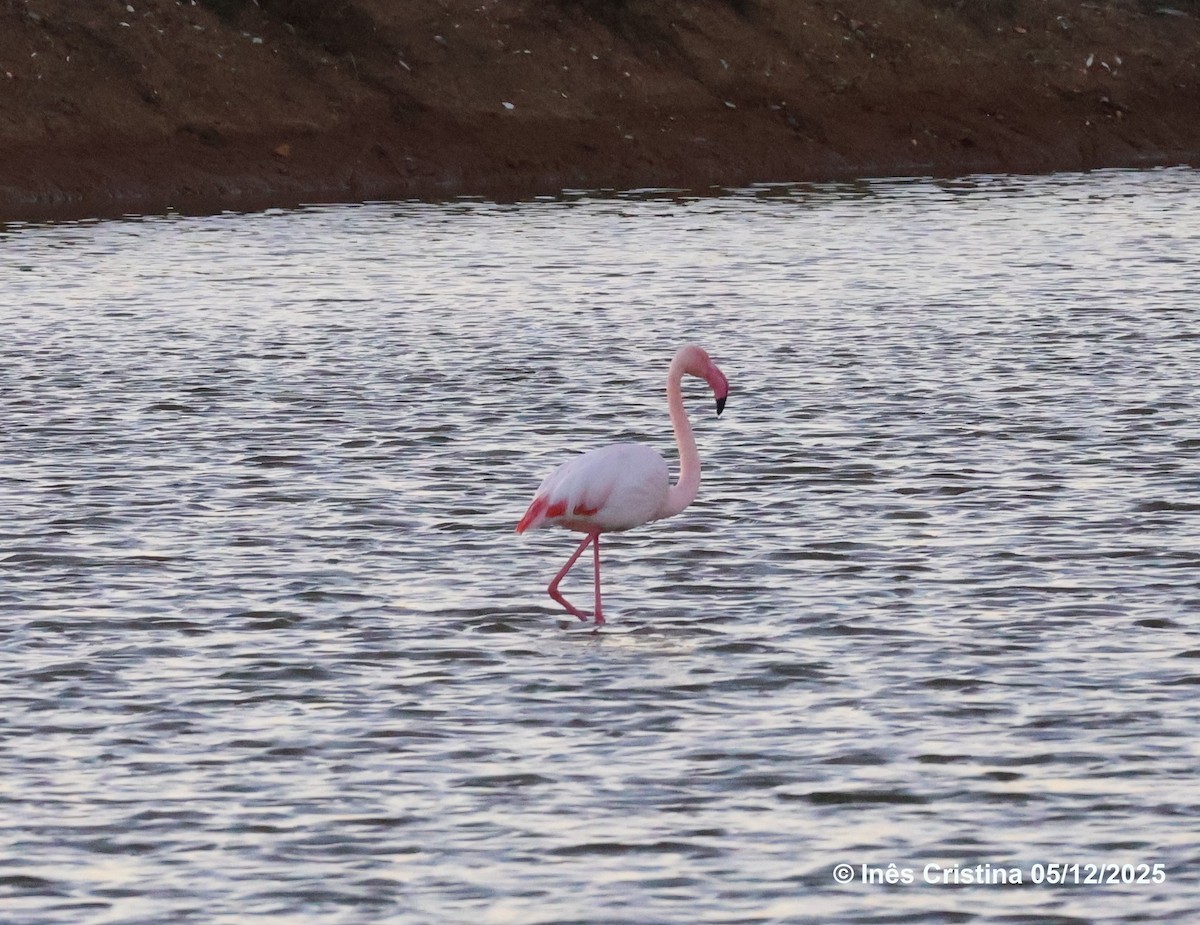 Greater Flamingo - ML646744142