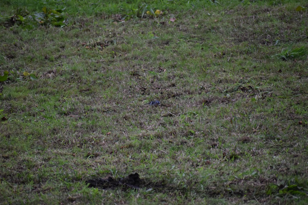 Azores Chaffinch - ML646744147