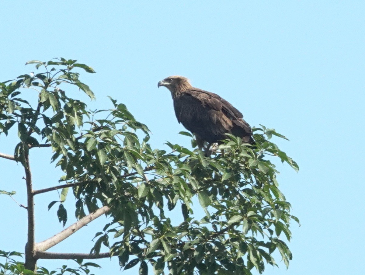 Pallas's Fish-Eagle - ML646744148