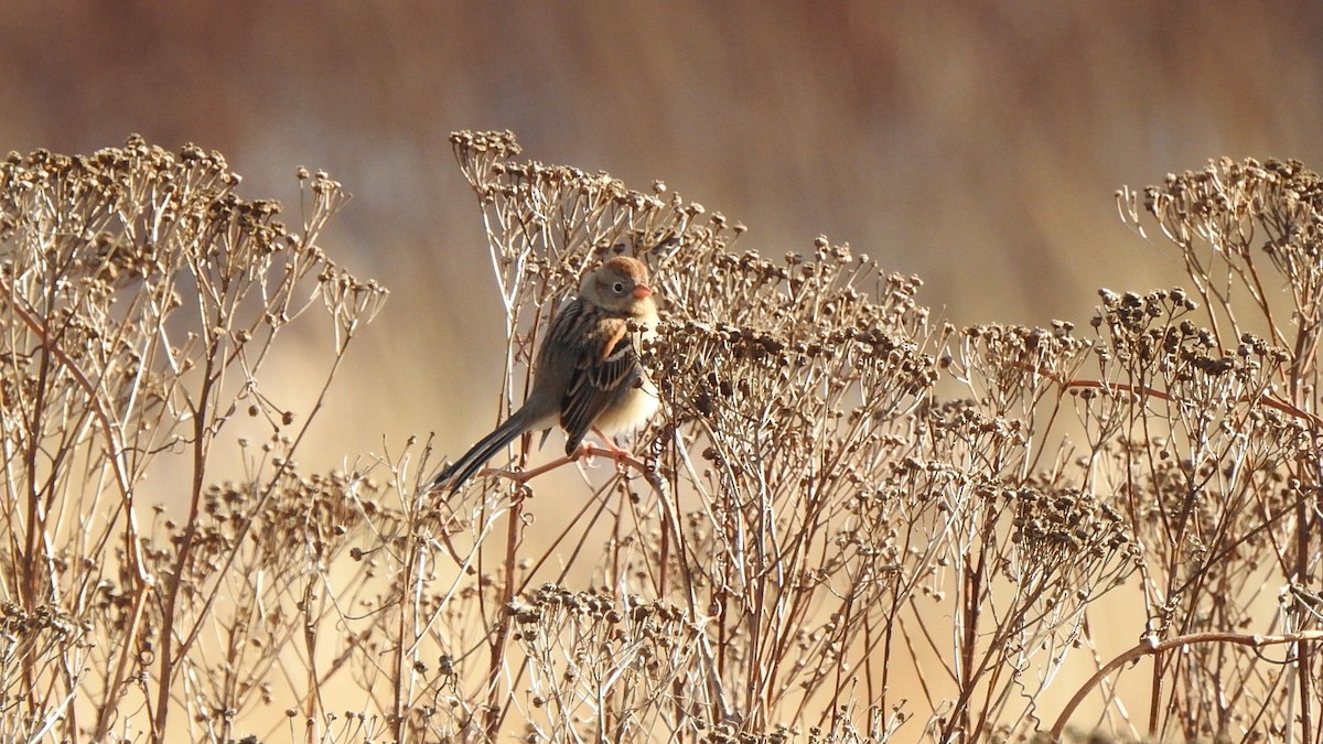 ヒメドリ - ML646744149