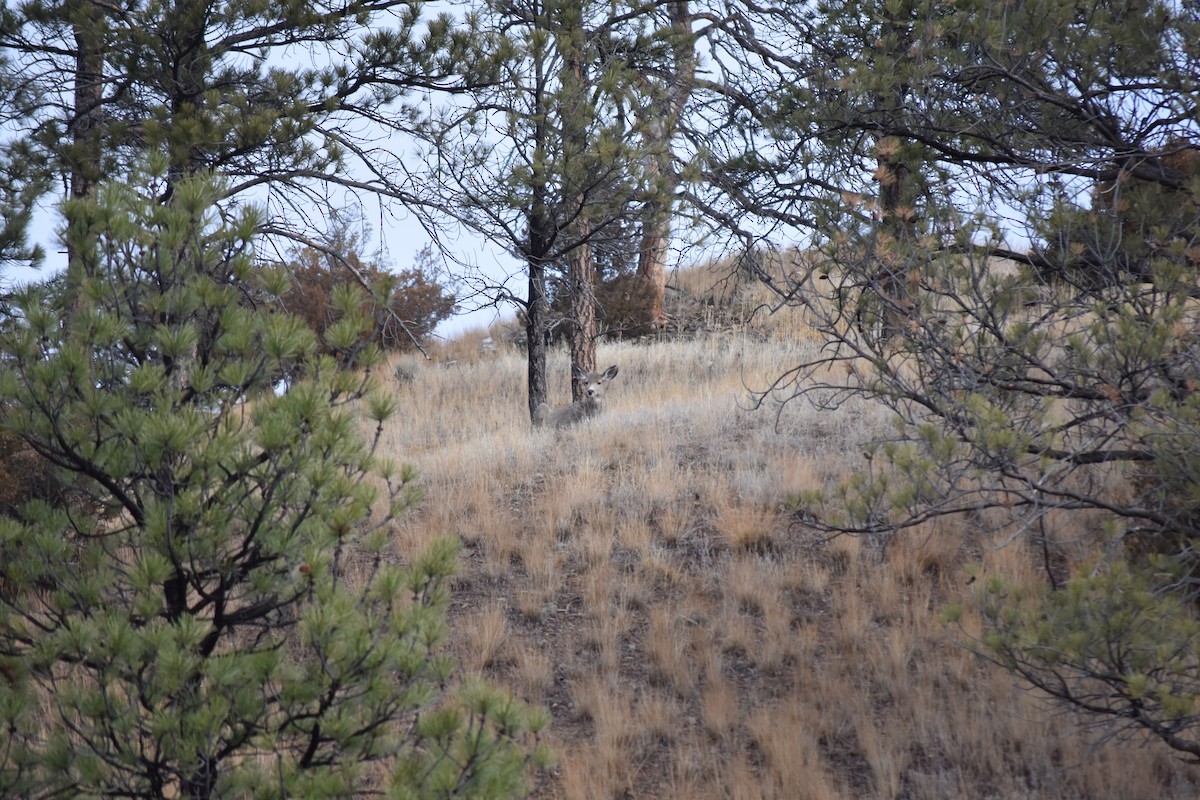 Animals - ML646744151