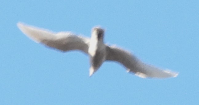 Iceland Gull - ML646744153