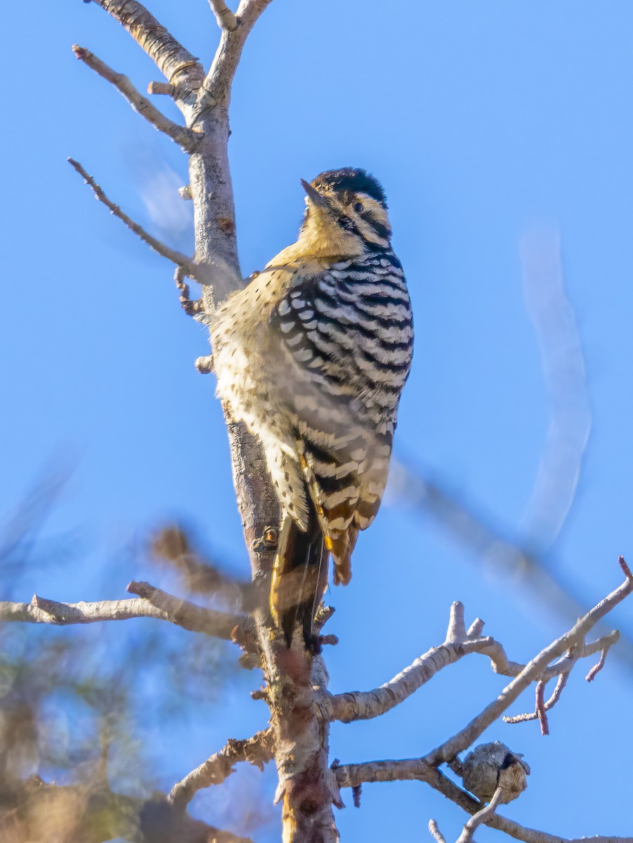 Ladder-backed Woodpecker - ML646744154