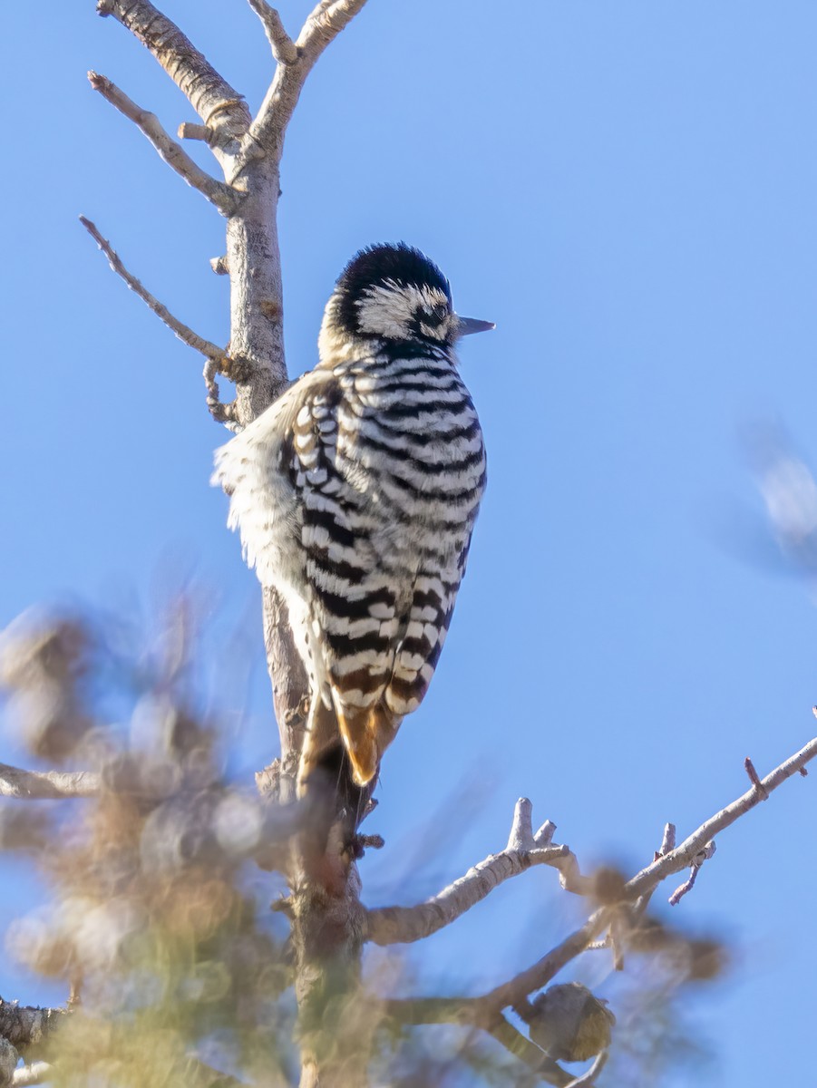 Ladder-backed Woodpecker - ML646744155
