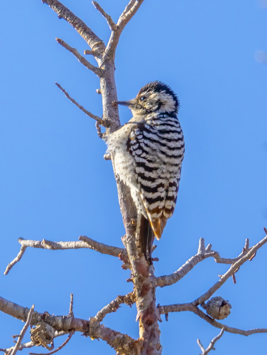 Ladder-backed Woodpecker - ML646744156