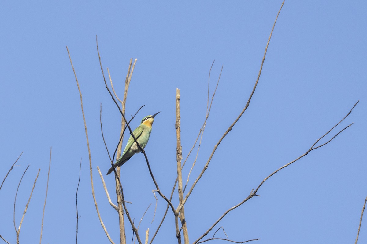 Blue-cheeked Bee-eater - ML646744157