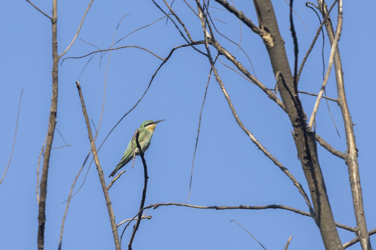 Blue-cheeked Bee-eater - ML646744158
