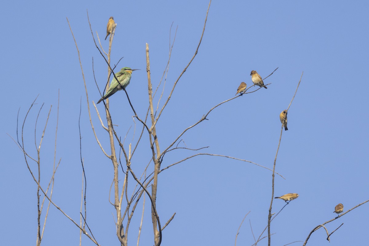 Blue-cheeked Bee-eater - ML646744159