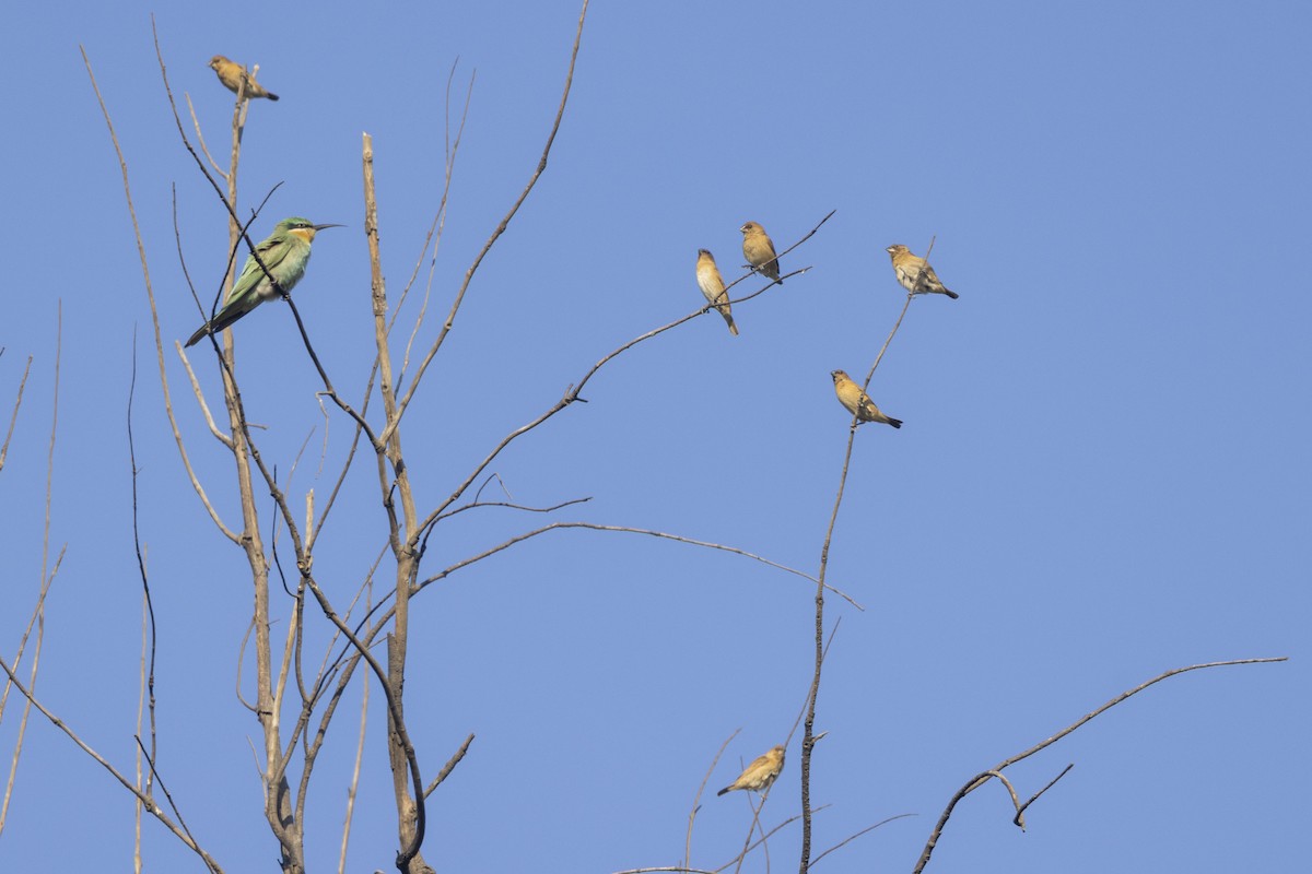 Blue-cheeked Bee-eater - ML646744160