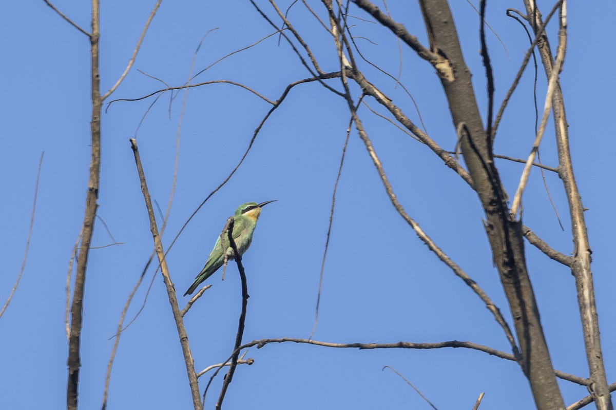 Blue-cheeked Bee-eater - ML646744161