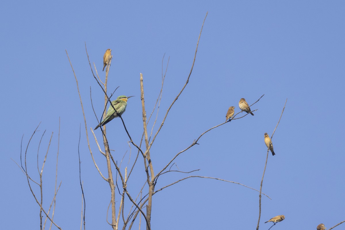 Blue-cheeked Bee-eater - ML646744162