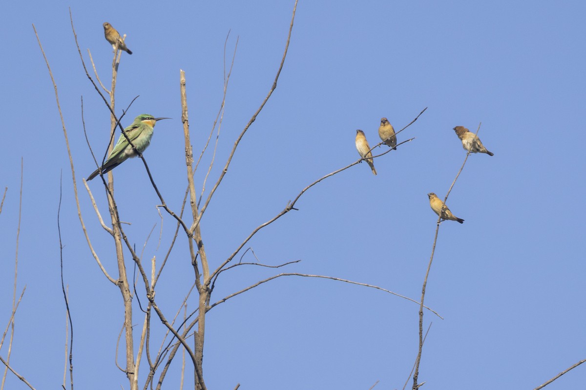 Blue-cheeked Bee-eater - ML646744163
