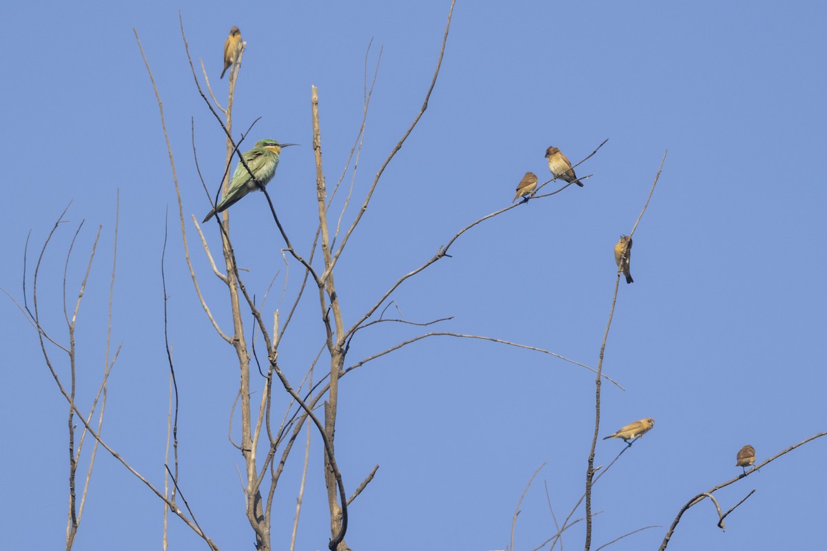 Blue-cheeked Bee-eater - ML646744164