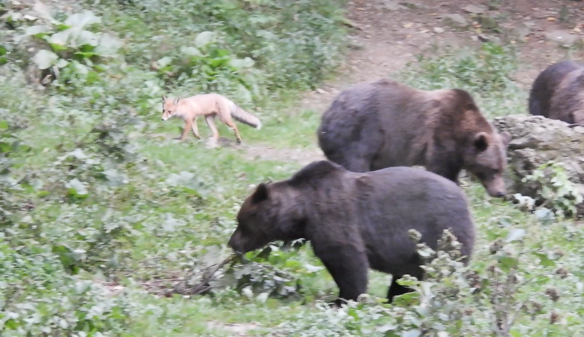 Animals - ML646744165