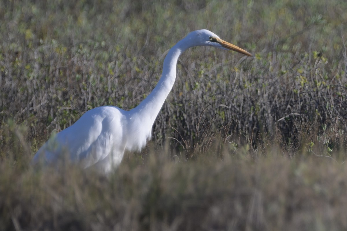 volavka bílá - ML646744171