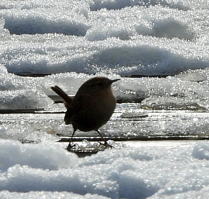 Troglodyte des forêts - ML646744172
