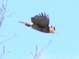 Red-tailed Hawk - ML646744173