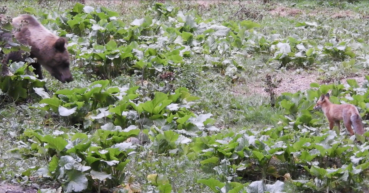 Animals - ML646744174