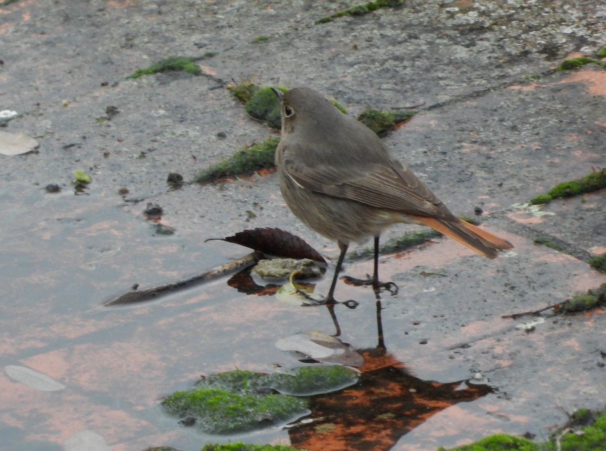 rehek domácí - ML646744176