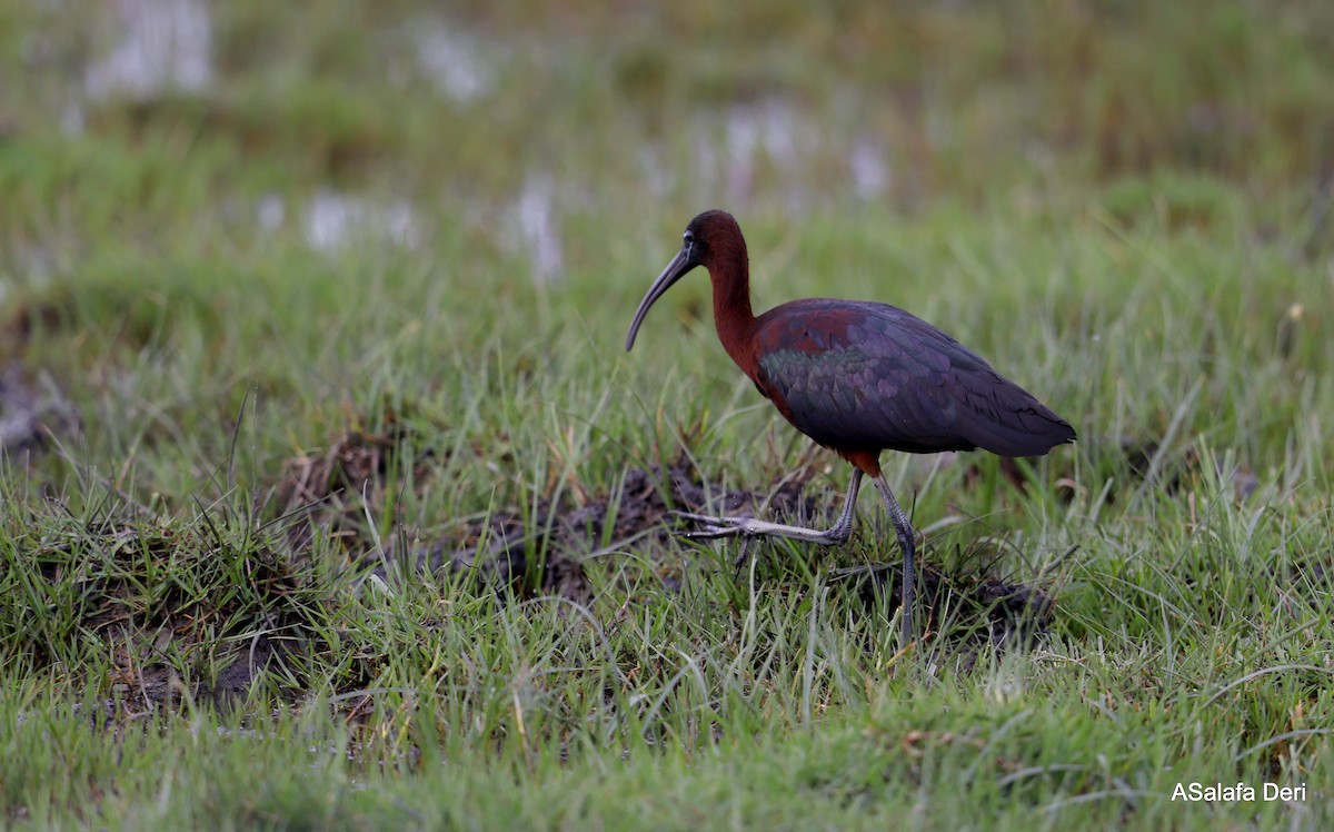 Çeltikçi - ML646744180