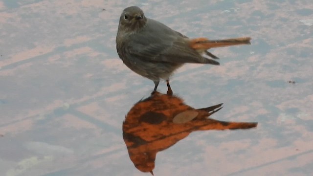 חכלילית סלעים - ML646744186