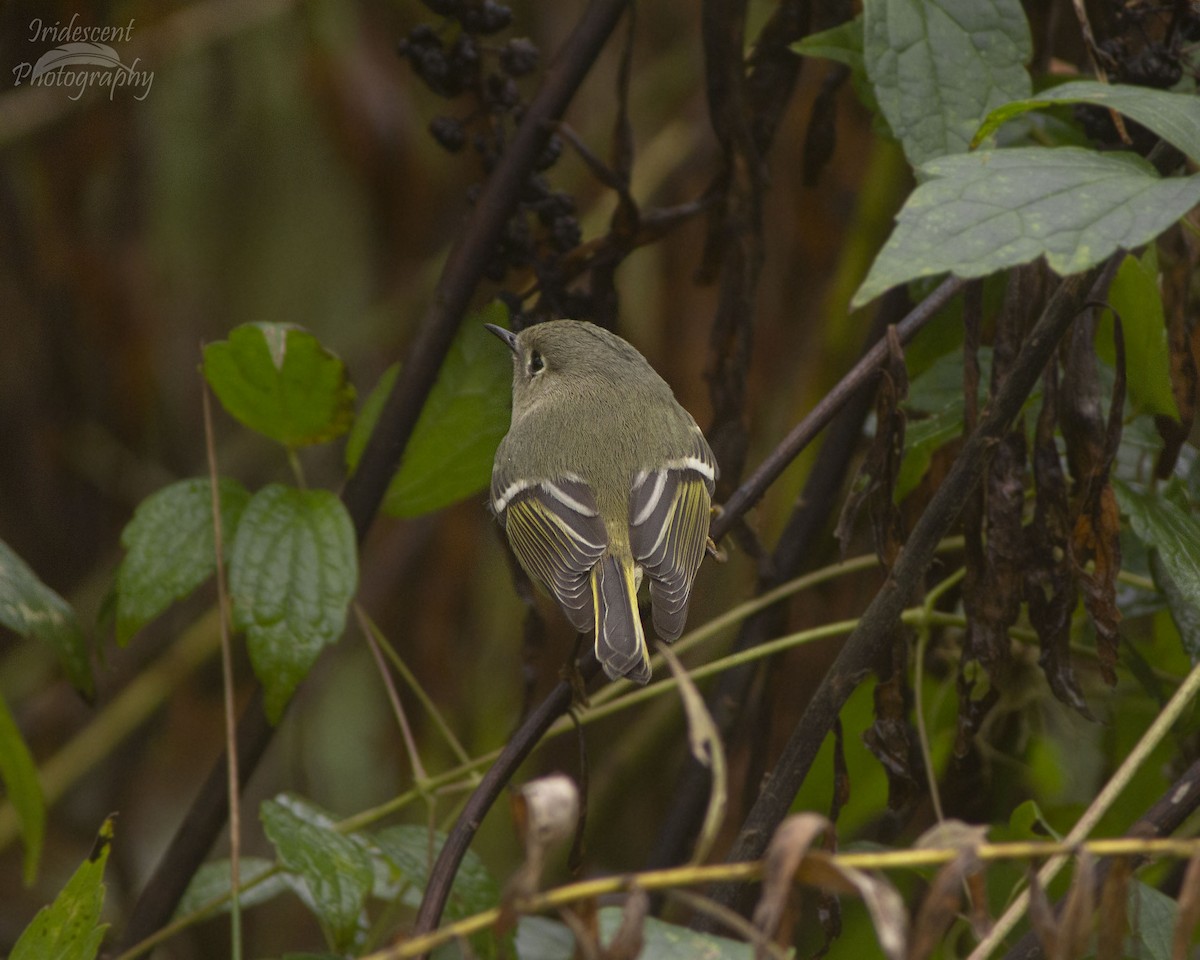 Ruby-crowned Kinglet - ML646744188