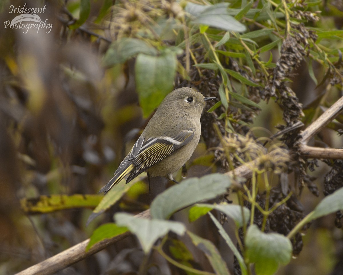 Ruby-crowned Kinglet - ML646744189