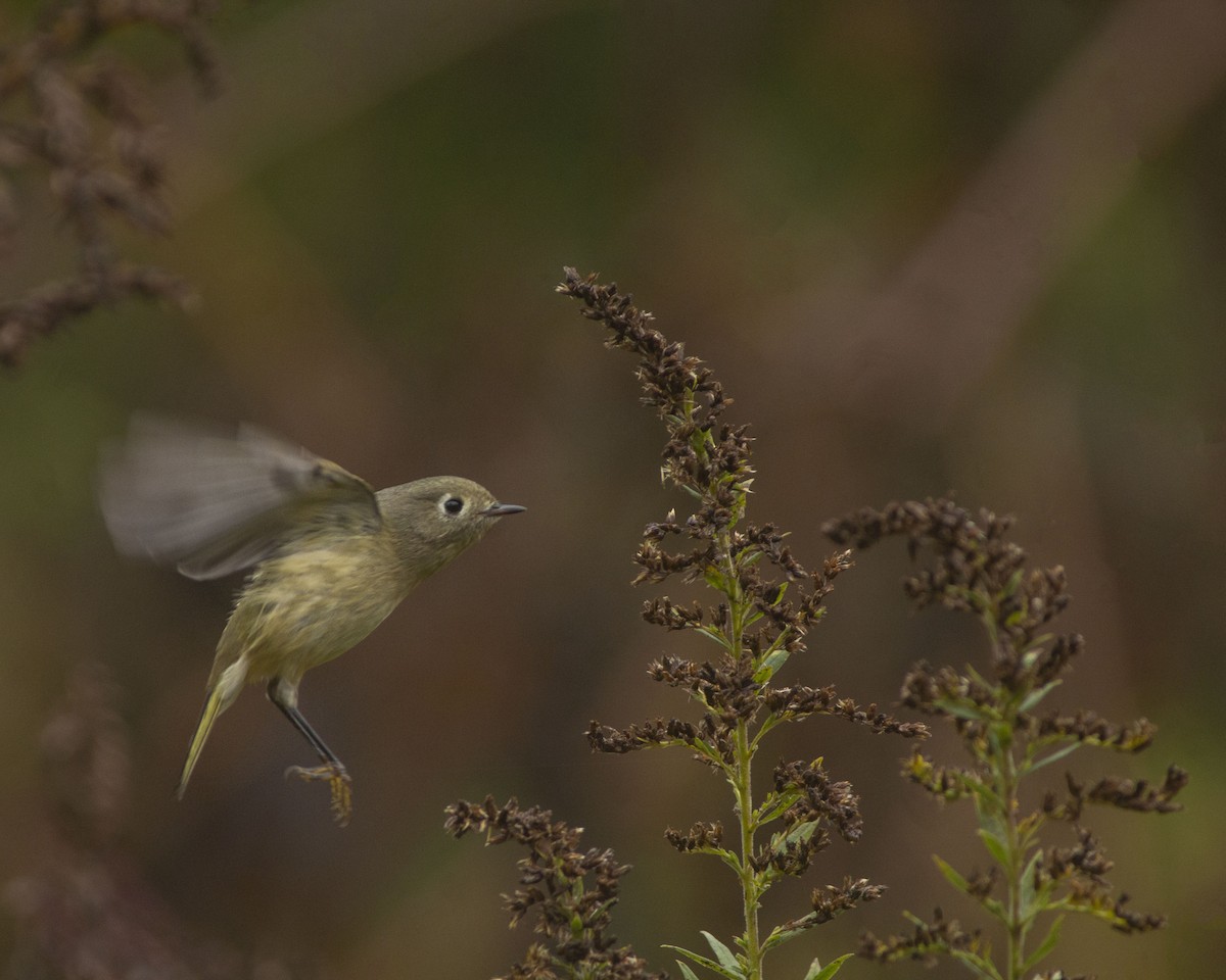 Ruby-crowned Kinglet - ML646744190