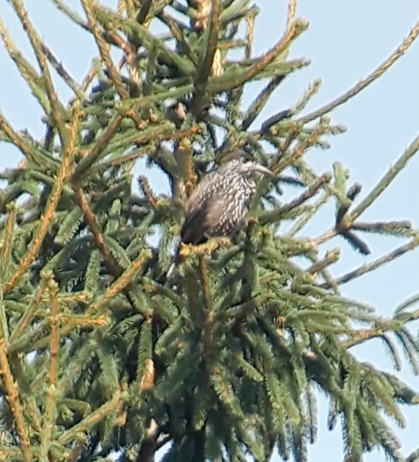 Northern Nutcracker - ML646744192