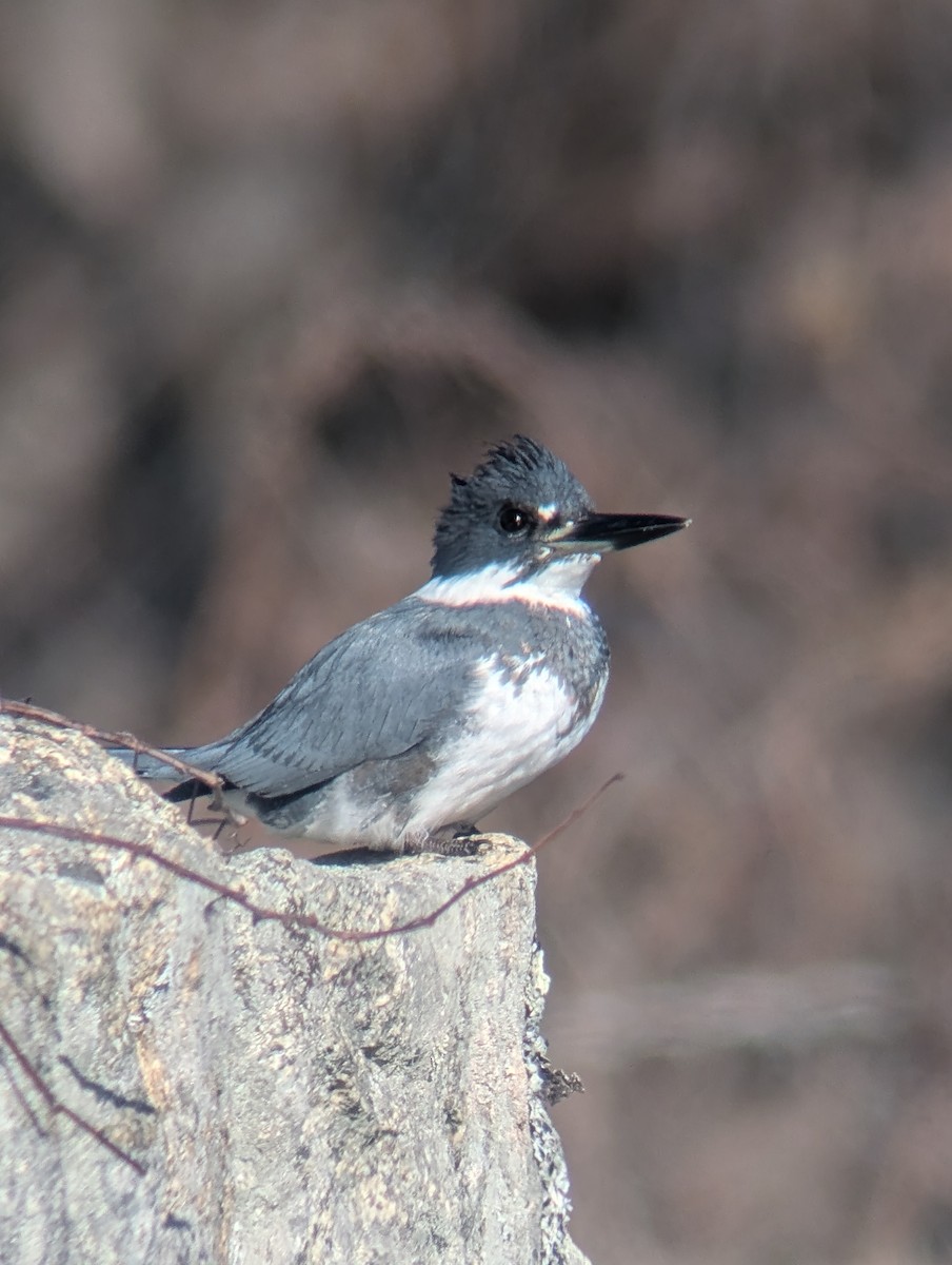 belteisfugl - ML646744196