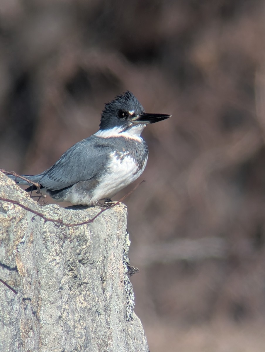 belteisfugl - ML646744197