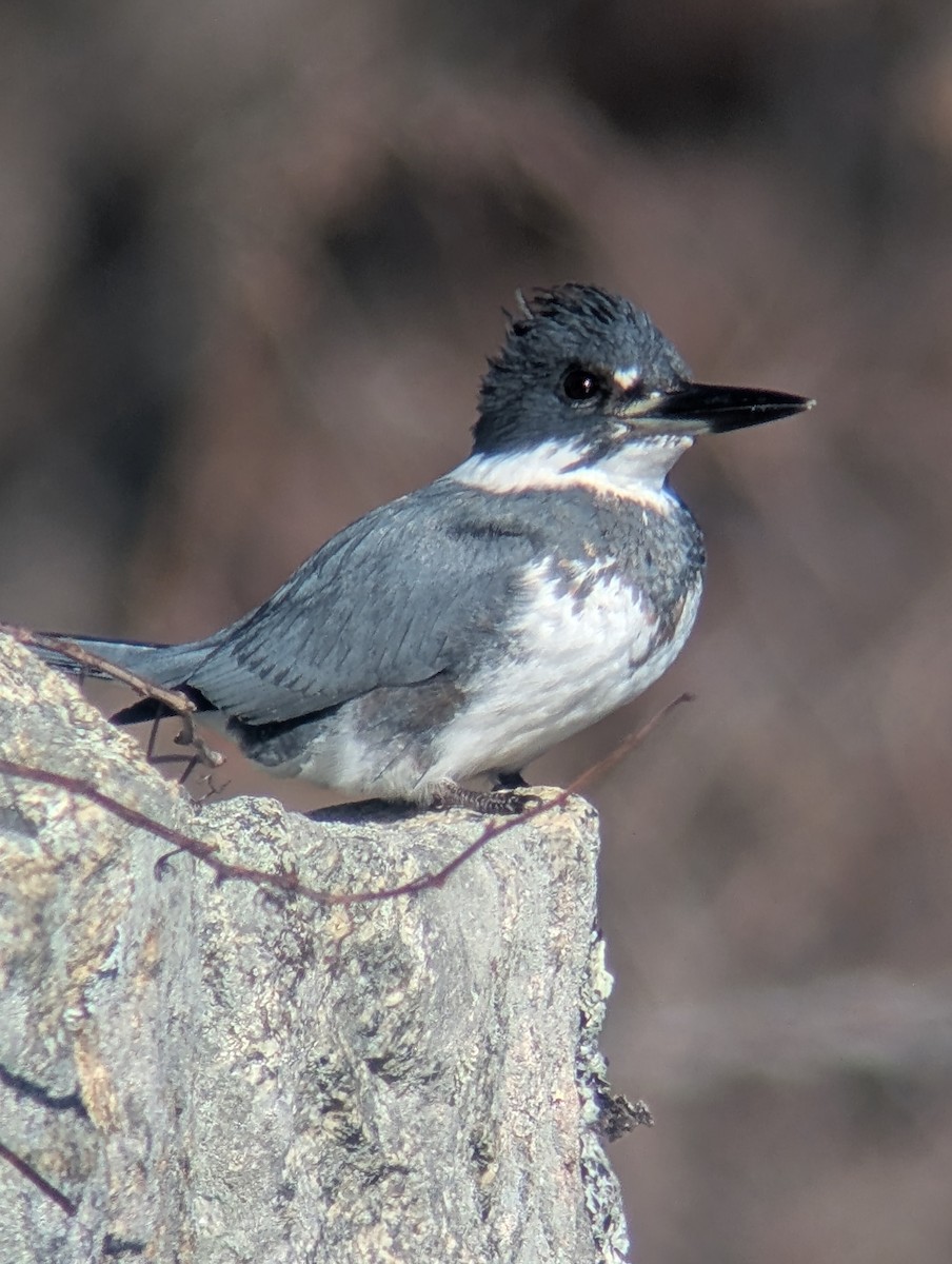 belteisfugl - ML646744198