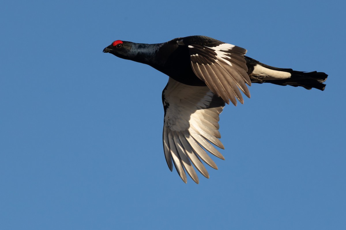 שכווי שחור - ML646744201