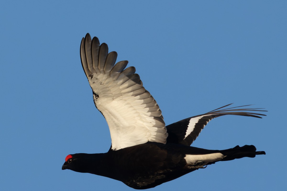 שכווי שחור - ML646744202