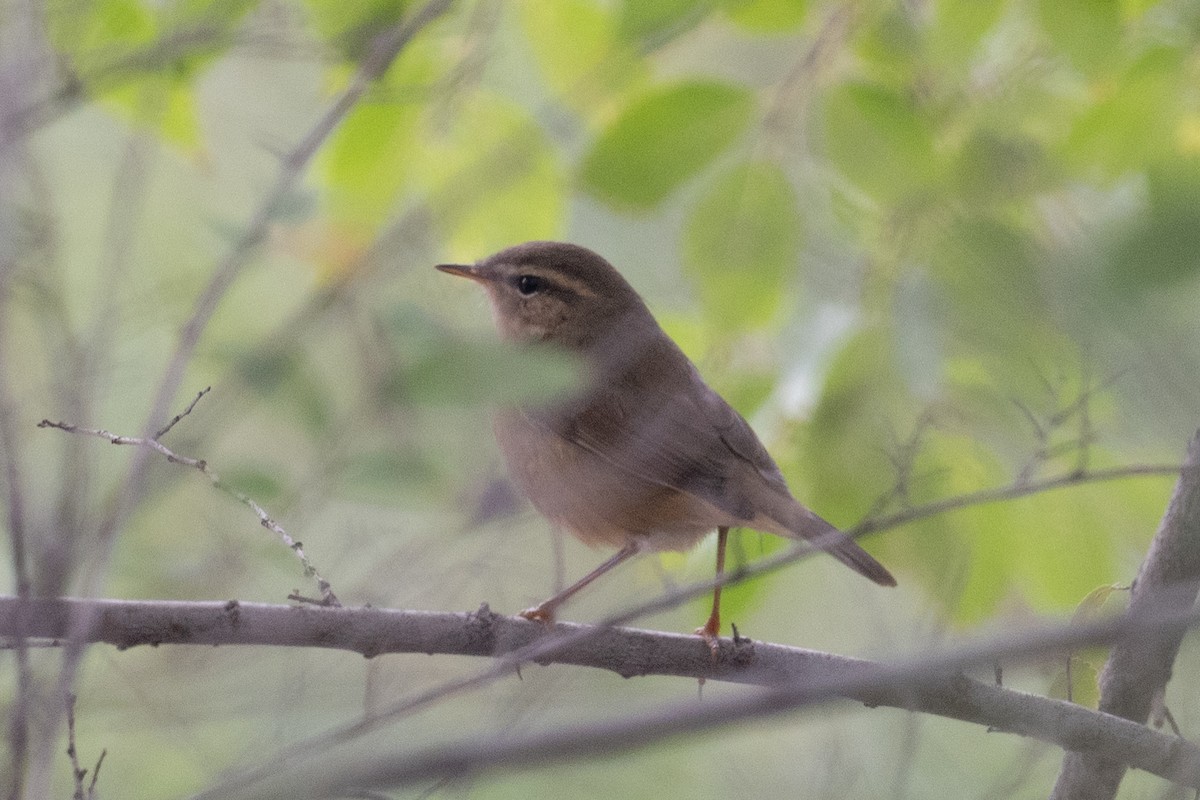 Dusky Warbler - ML646744203