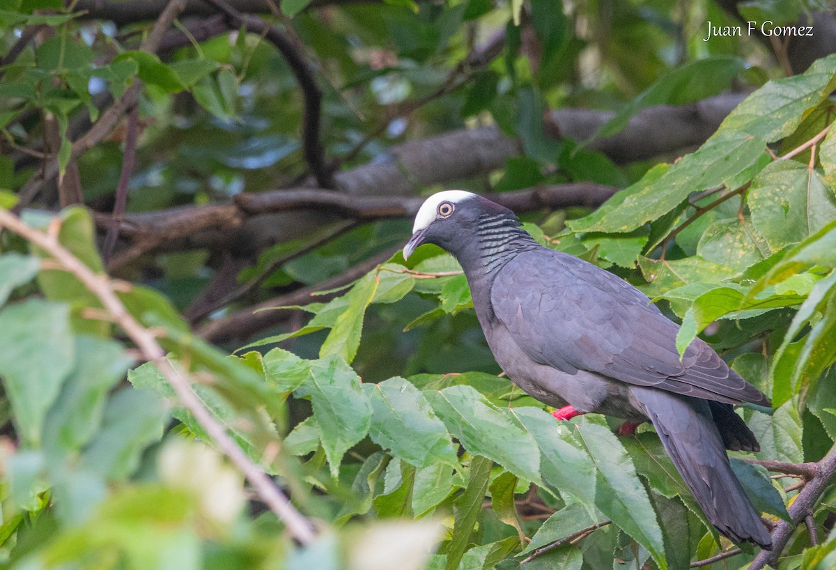 White-crowned Pigeon - ML646744204