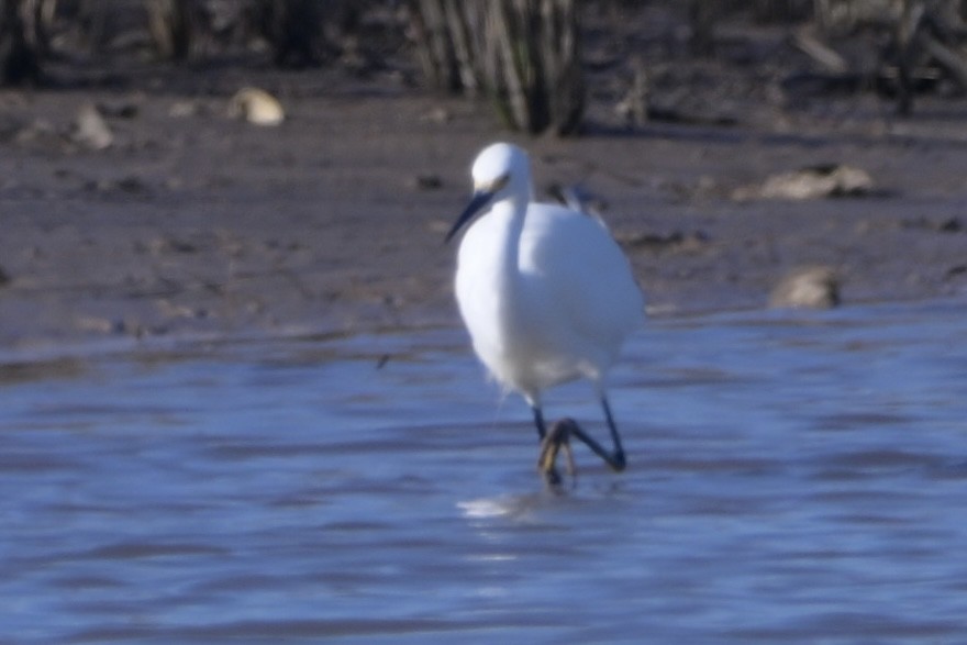 volavka bělostná - ML646744207